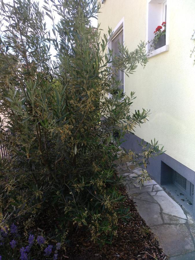 Kakteengarten *
