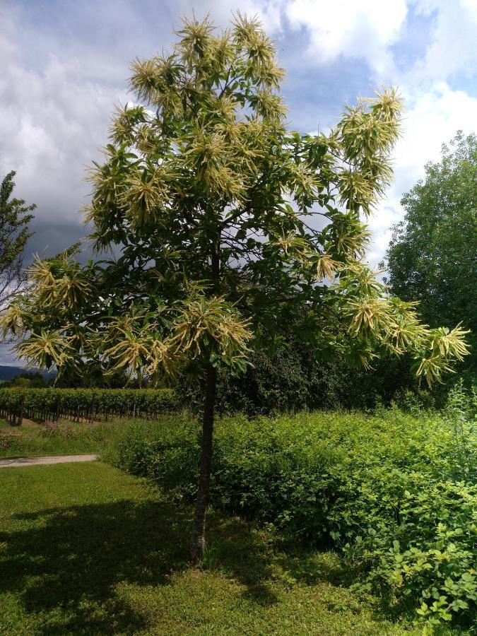 Apartament Kakteengarten *